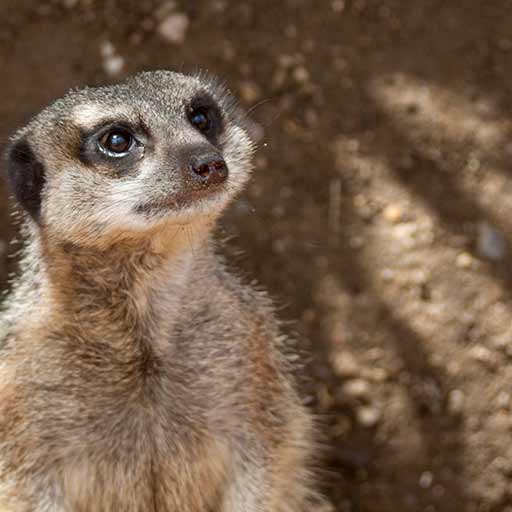 Meerkat