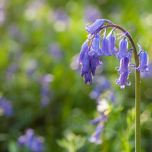Bluebells