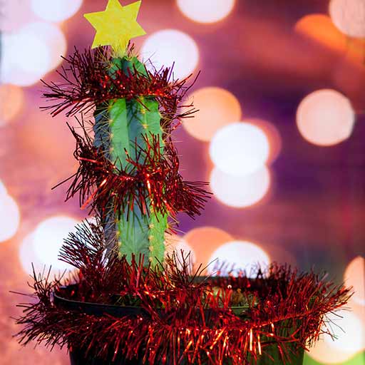 Christmas Cactus